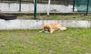 Scooby Vet — Cabinete Veterinare, Municipiul Suceava, Suceava