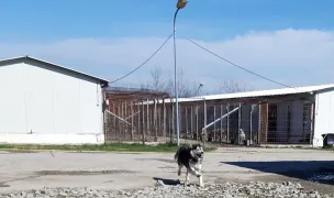 Serviciul de Gestionare al Cainilor fara Stapan — Animal Shelters, Craiova