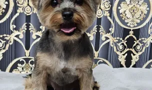 Shiny Paws Grooming by Mady — Dog & Cat Salon, Constanta
