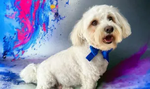 Simba Grooming Salon — Salon Câini & Pisici, Municipiul Suceava, Suceava