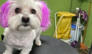 Simi frizerie canină și felina — Dog & Cat Salon, Constanta