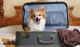 Smart Dogs Pension — Hoteluri pentru Animale, Șura Mică, Sibiu