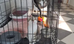 Snoopy GroomVet — Dog & Cat Salon, Giarmata Vii, Timișoara