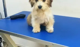 Sofia Pets-Coafor canin — Salon Câini & Pisici, Municipiul Iași, Iași