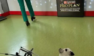 Spitalul Clinic pentru animale de companie — Urgențe Veterinare, Municipiul Iași, Iași