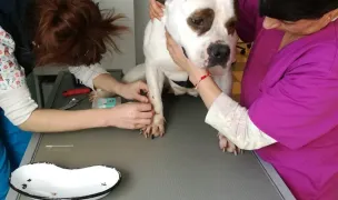 Spitalul Veterinar Dr. Şerdean — Veterinary Hospitals, Timișoara