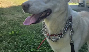 Stride K9 — Dog Walking, Iasi