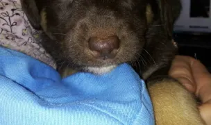 Sweet Bullyvet — Cabinete Veterinare, Sectorul 3, București