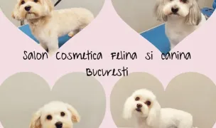 Sweet Sony Vet - Cosmetică Felină & Canină — Salon Câini & Pisici, Sectorul 4, București