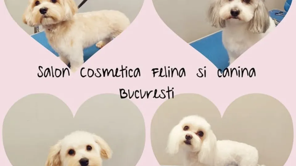 Sweet Sony Vet - Cosmetică Felină & Canină — fotografie de copertă