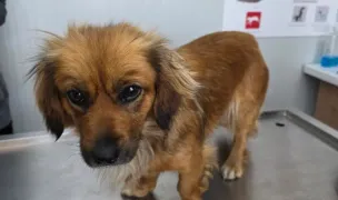 Tanvet Concept — Cabinete Veterinare, Miroslava, Iași