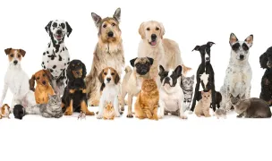 Tardigrad Vet - Cabinet Veterinar Timisoara — Veterinary Practices, Timișoara