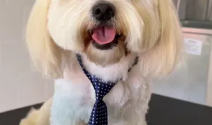 The Doggie LOUNGE - Frizerie canina — Salon Câini & Pisici, Craiova, Dolj