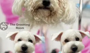 The Grooming Room Craiova - Frizerie Canina — Toaletare Animale, 1 Decembrie, Ilfov