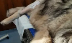 Timen Andrei — Cabinete Veterinare, Cluj-Napoca, Cluj