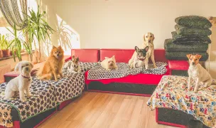 Tina’s Pets Dog Walker & Pet Sitter — Pet Hotels, Ciorogarla, Ilfov