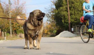 Titans Family - Caucasian Shepherd Dogs — Crescători Animale, Giurgiu