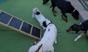 Toto Home - Pensiune Animale Iași - Cazare Câini și Pisici în Iași — Hoteluri pentru Animale, Municipiul Iași, Iași