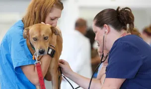 Univet Diagnostic — Cabinete Veterinare, Municipiul Constanța, Constanța
