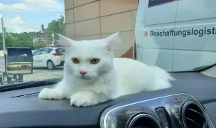 Vet Concept — Cabinete Veterinare, Municipiul Iași, Iași