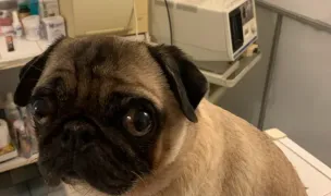 Vet Med S.R.L. — Cabinete Veterinare, Municipiul Galați, Galați