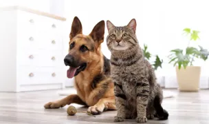 Veterinar La Domiciliu - Ambulanta Veterinara Bucuresti — Urgențe Veterinare, Sectorul 3, București