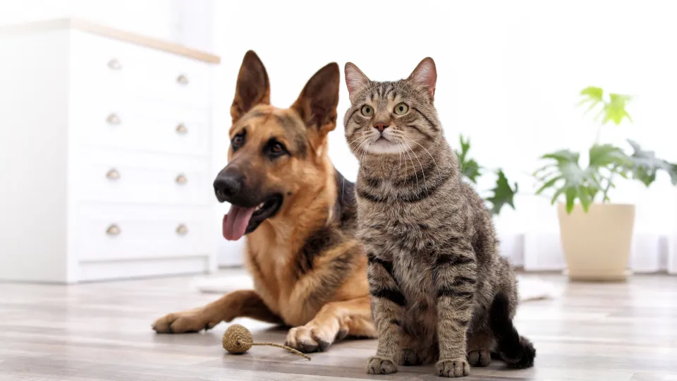 Veterinar La Domiciliu - Ambulanta Veterinara Bucuresti — fotografie de copertă
