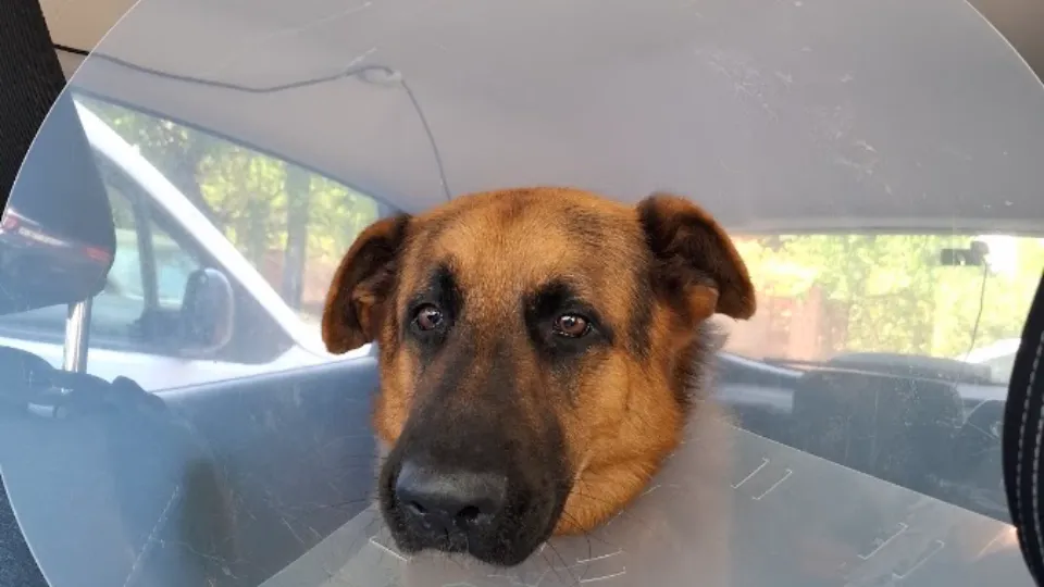 VETERINARIA CENTRUL DE ORTOPEDIE ȘI TRAUMATOLOGIE VETERINARĂ TIMIȘOARA — fotografie de copertă