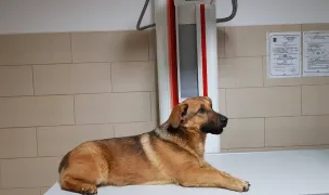 Veterinarian Dr. Ludovic Bacusca — Spitale Veterinare, Municipiul Iași, Iași