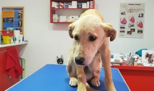 Veterinary Cabinet Dr Livia Petre — Cabinete Veterinare, Municipiul Galați, Galați