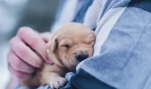 Vetfort — Spitale Veterinare, Oradea, Bihor