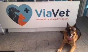 ViaVet - Cabinet veterinar — Cabinete Veterinare, Municipiul Arad, Arad