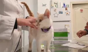 Wave Veterinary — Cabinete Veterinare, Municipiul Constanța, Constanța
