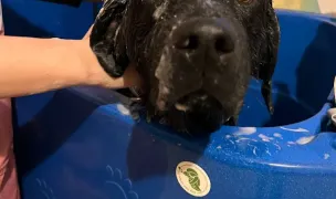 What the pup — Salon Câini & Pisici, Rădăuți, Suceava