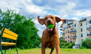 Whiskers & Tails Pet Sitter Cosmopolis — In-Home Pet Sitting, Stefanestii de Jos, Ilfov