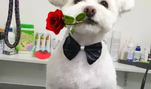 Winnie - Cosmetica si coafura canina Slarina — Salon Câini & Pisici, Slatina, Olt