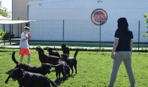 Zen Pet Club - Hotel animale de companie — Hoteluri pentru Animale, Bragadiru, Ilfov