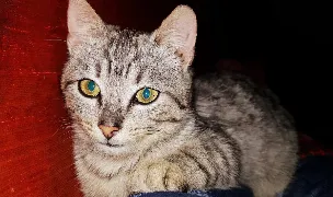 Fotografia de copertă a listării