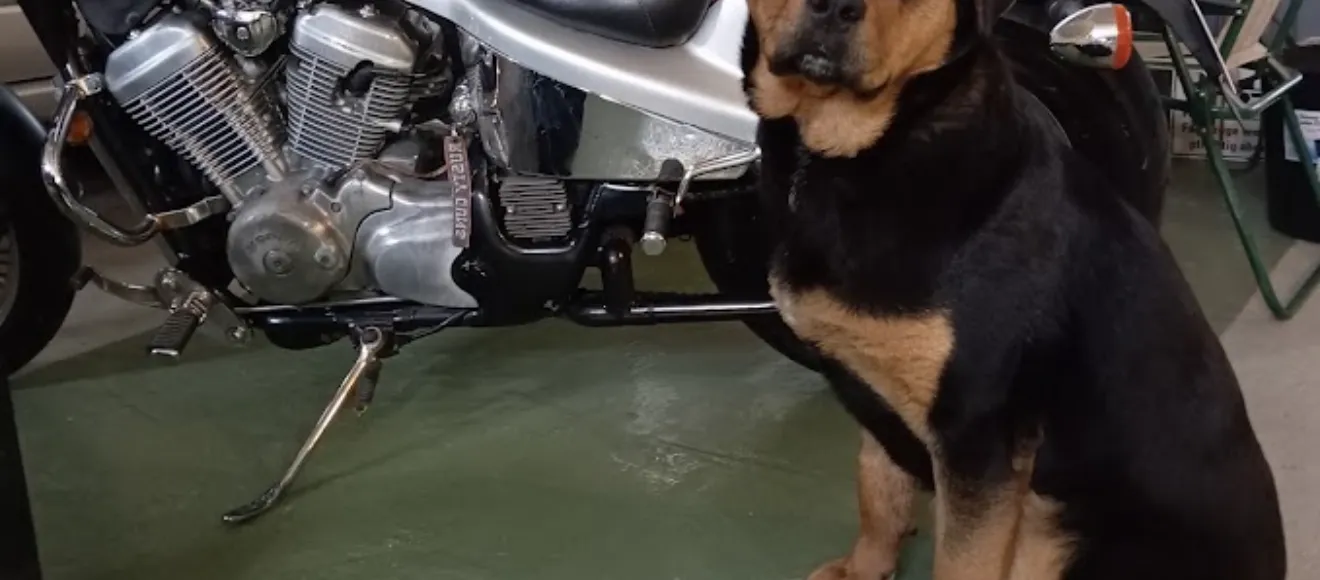 Cabinet veterinar MCM Orastie — fotografie de copertă
