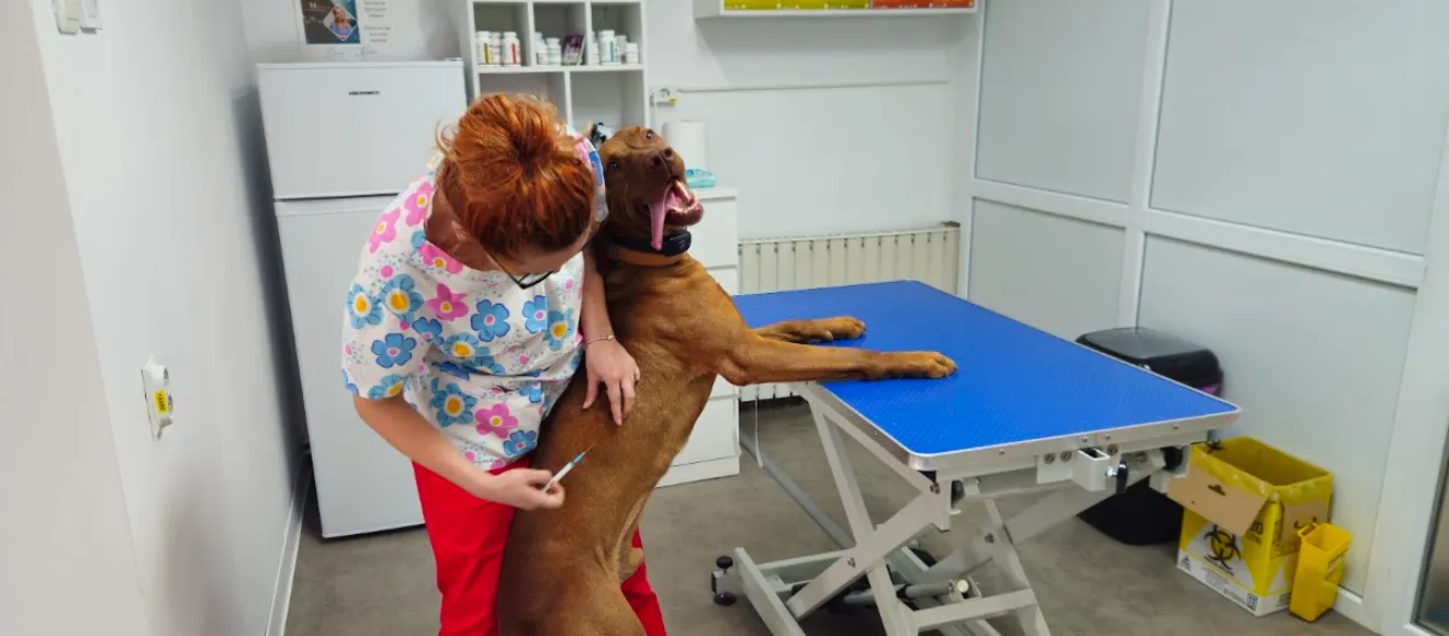 Cabinet Veterinar Bistrita NissaVet — fotografie de copertă