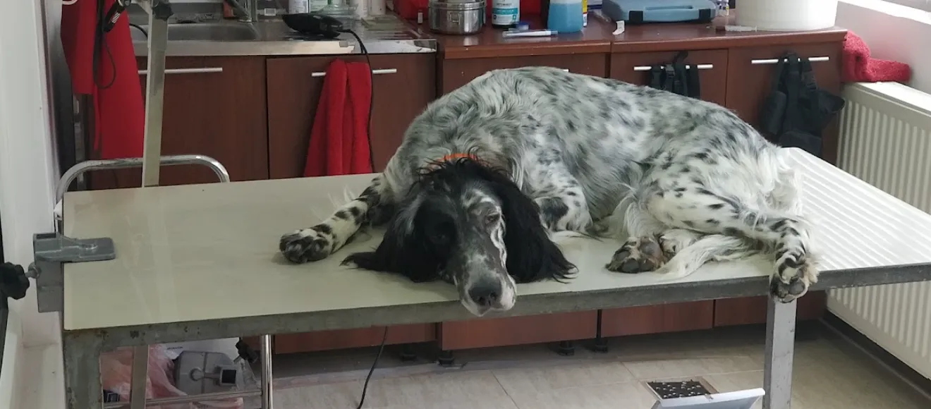 Cabinet Veterinar Vidavet Sacele dr. Grozea Victor — fotografie de copertă