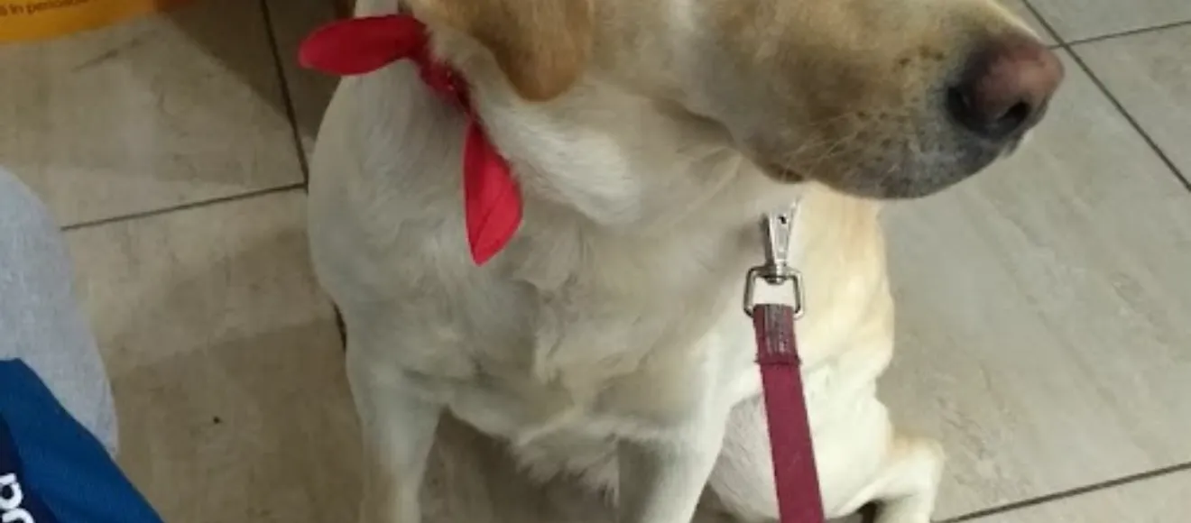 Clinica Veterinara K2 — fotografie de copertă