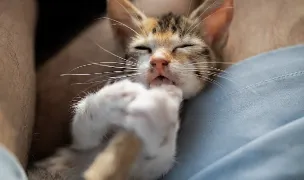 Acvivet Ali — Spitale Veterinare, Ploiești, Prahova