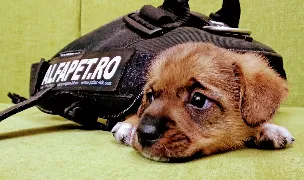 Alfapet Petshop — Pet Shop, Tulcea