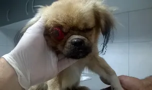 Almar Veterinaria — Spitale Veterinare, Mureș