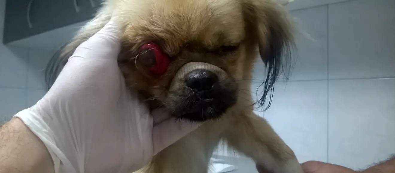Almar Veterinaria — fotografie de copertă