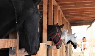 Alpha Equestrian — Animal Training, România