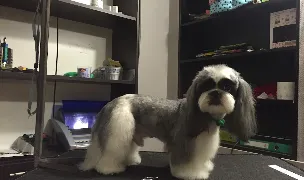 Alpha Pet — Cazare Animale, Sectorul 6, Bucuresti