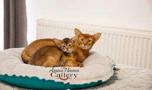 Amna Flames Cattery Abyssinian & Somali — Cat Breeders, România