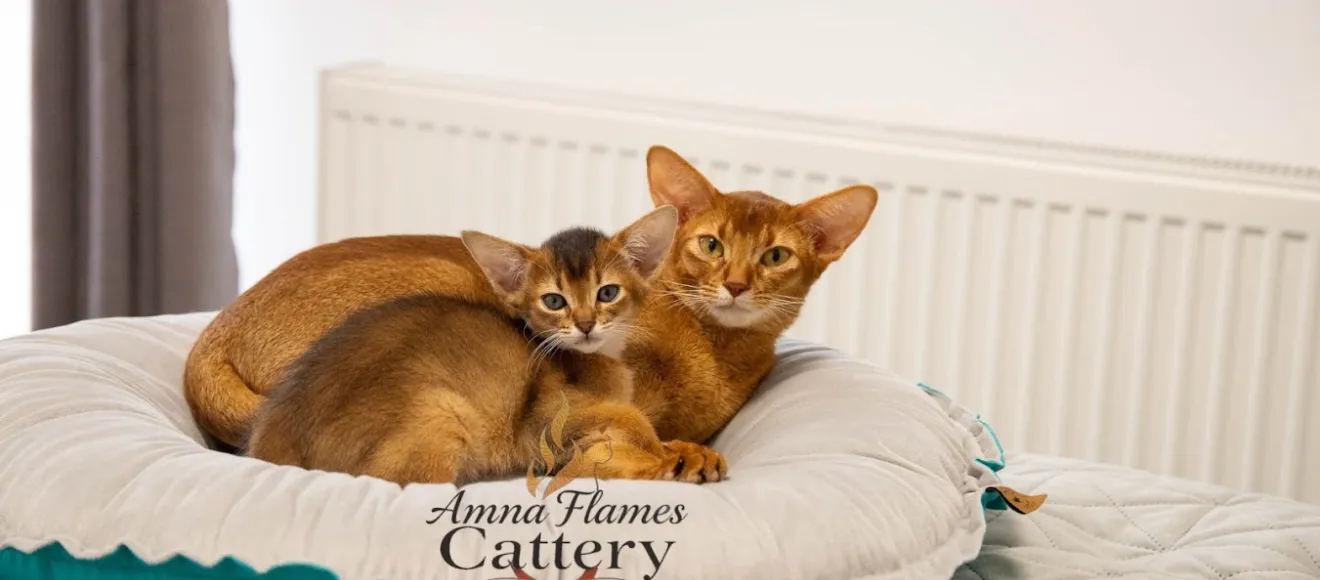 Amna Flames Cattery Abyssinian & Somali — fotografie de copertă